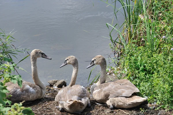 Swans to the lake — Stock Photo, Image