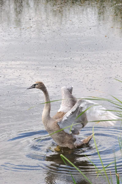 Лебедь в воде — стоковое фото