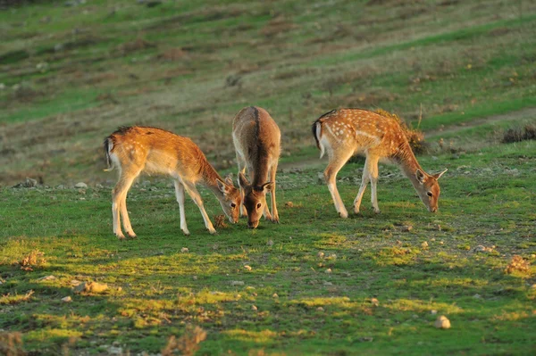 落ちた鹿 — ストック写真