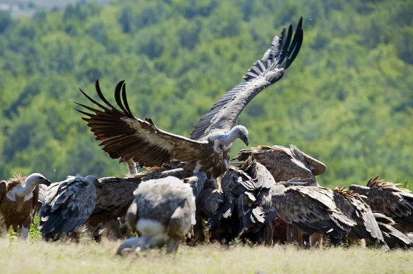 Avvoltoi — Foto Stock