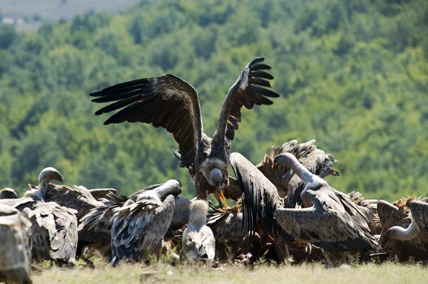 Vultures — Stock Photo, Image