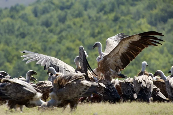 Avvoltoi — Foto Stock
