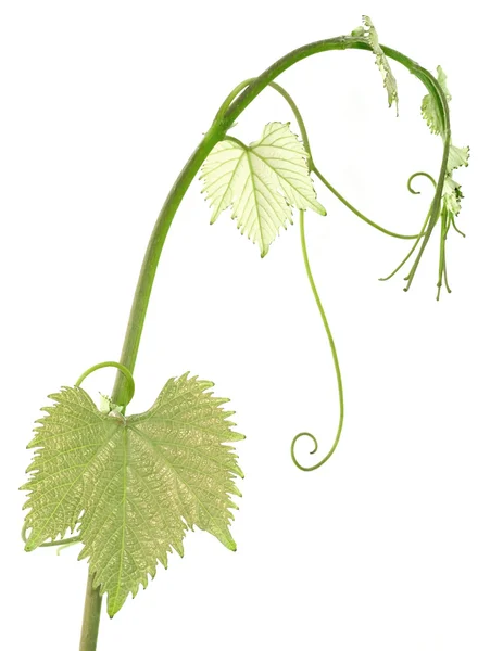 Vine sprout — Stock Photo, Image