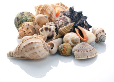 Conch shells clipart