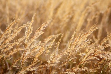 Autumn delicate dry grass clipart