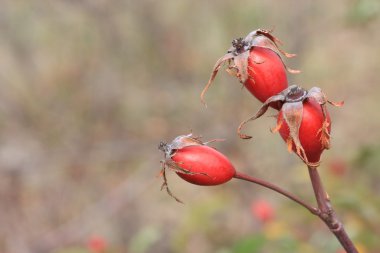 Wild rose hips clipart