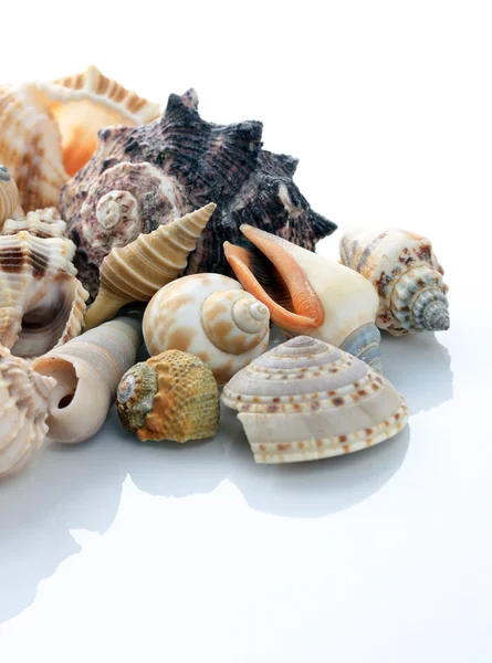 孤立在白色的海螺壳的集合 — 图库照片