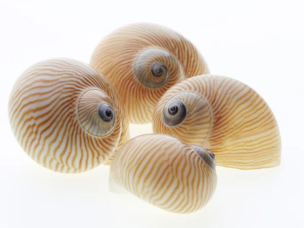 Conch schelpen — Stockfoto