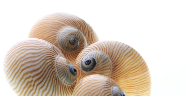เปล Conch แยกก นบนส ขาว — ภาพถ่ายสต็อก
