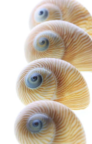 Conchas de caracol — Foto de Stock