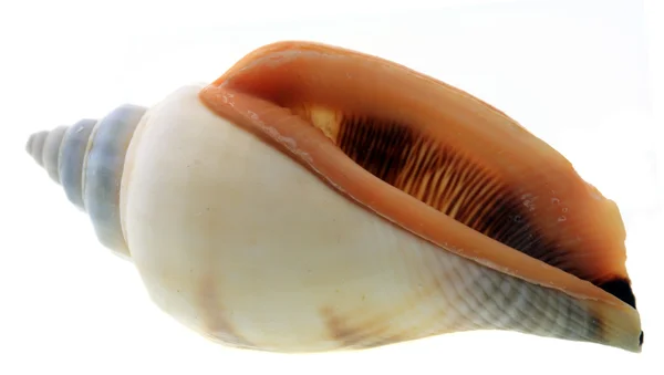 Conch Shell Isolerad Vit — Stockfoto