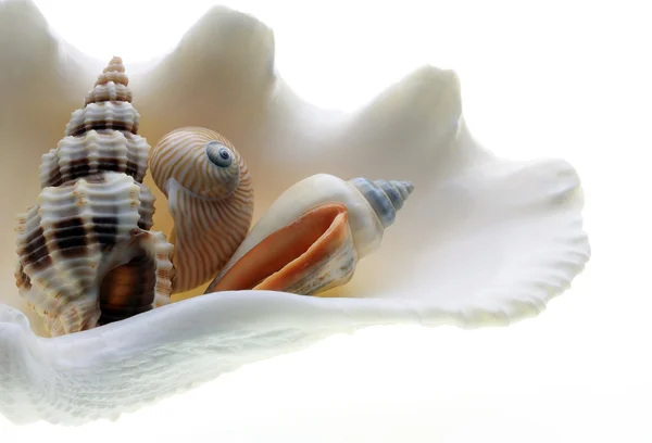 三个海螺壳贻贝 — 图库照片