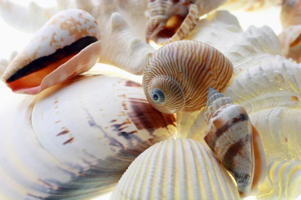 白い海の貝のコレクション — ストック写真