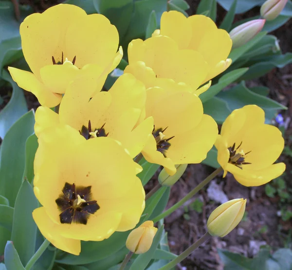 Manojo de tulipanes amarillos —  Fotos de Stock
