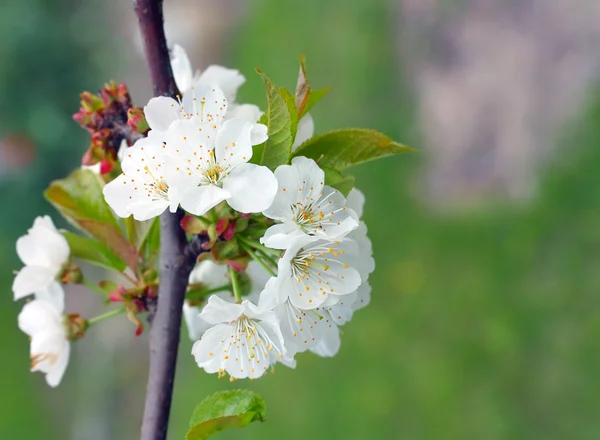 Cherry Blossom — Stock Photo, Image