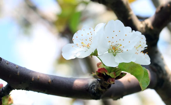Blackthorn blossom — Stock Photo, Image