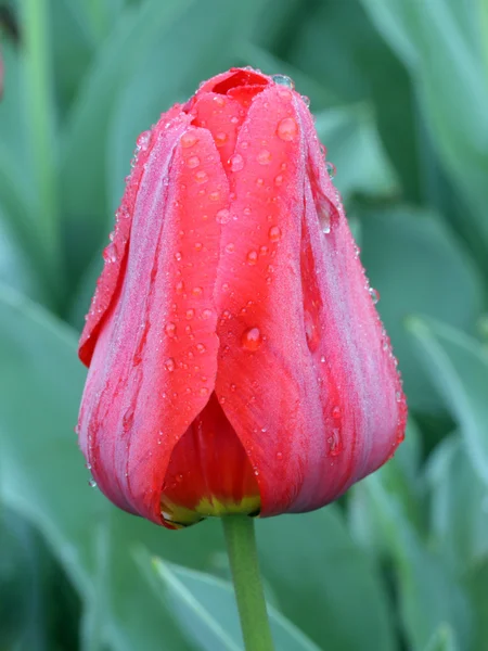 Tulipa Vermelha Coberta Com Gotas Orvalho — Fotografia de Stock