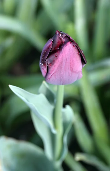 Mañana tulipán púrpura —  Fotos de Stock