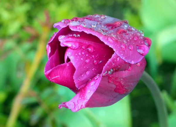 Morgen lila Tulpe — Stockfoto