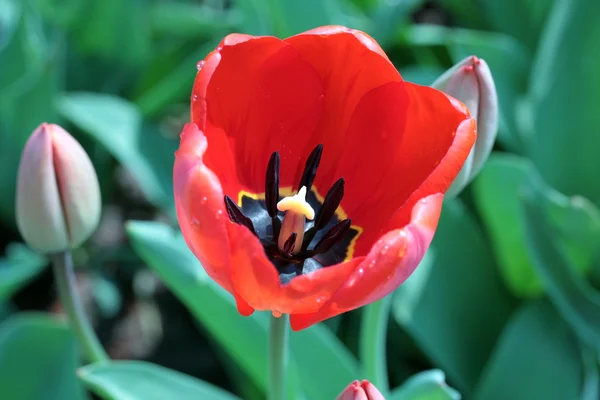 Tulipán rojo —  Fotos de Stock