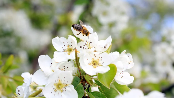 Honey Bee Pollinate Pear Blossom — Stock Photo, Image