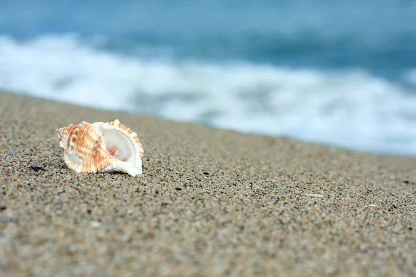ビーチでの孤独な巻き貝 — ストック写真