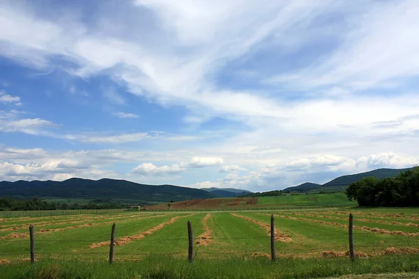 stock image Mowed meadow