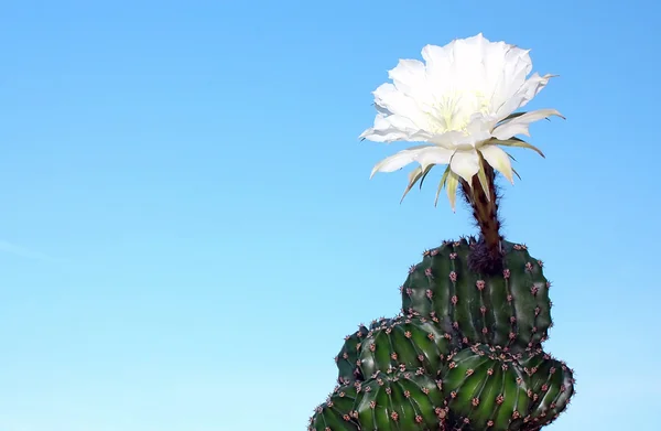 Cactus Flor Cielo Azul Claro — Foto de Stock