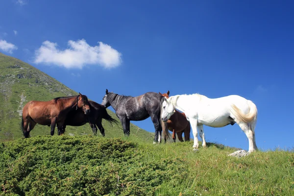 Horses on meadow — Stock Photo, Image