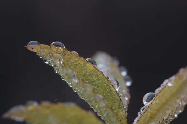 Wild Rose Leaf Med Morning Dew Vatten Droppar — Stockfoto