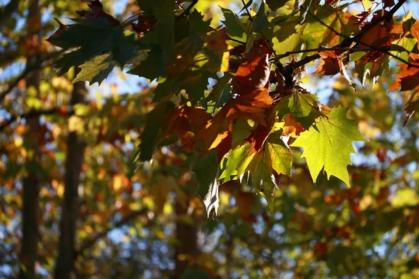 Höstens färger — Stockfoto