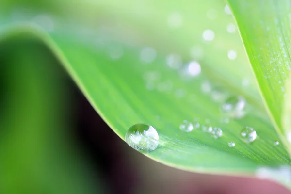 Zielony Liść Deszczu — Zdjęcie stockowe