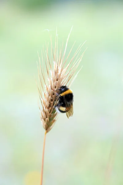 Бджола Розслабляється Вусі Пшениці — стокове фото