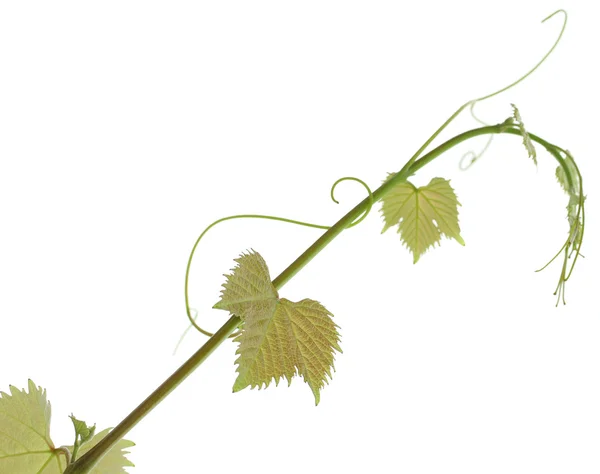 Виноградная лоза — стоковое фото