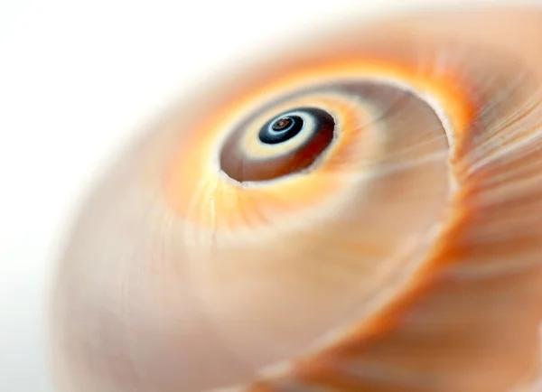 空蜗牛壳 — 图库照片