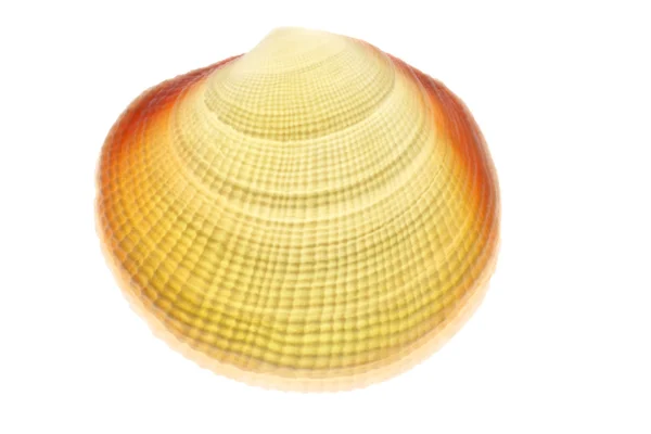 Lichtgevende shell — Stockfoto