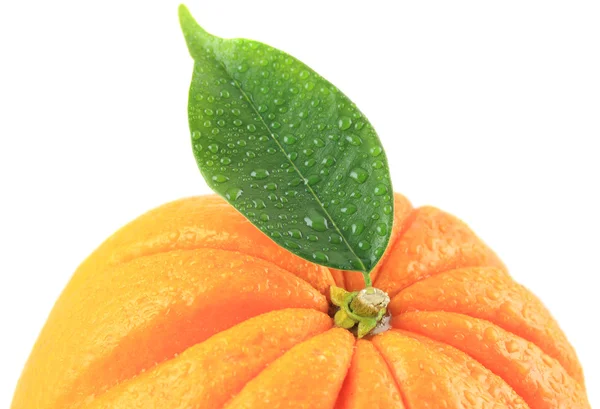 Oranžový list — Stock fotografie