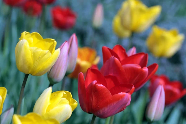 Kleurrijke Tulpen Tuin Stockfoto