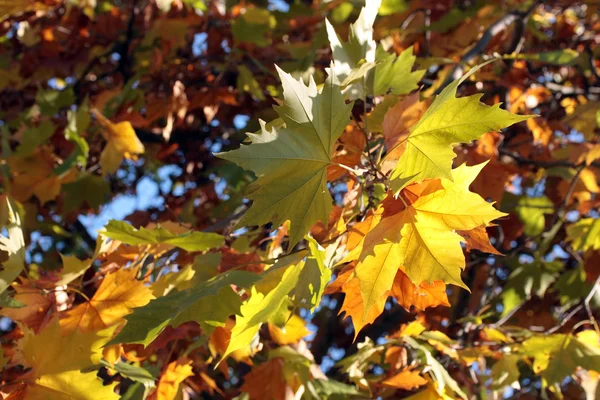 Цветные Осенние Листья Дереве Стоковое Фото