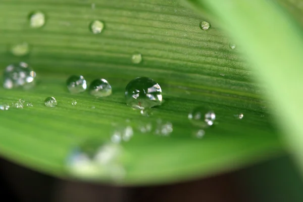 Grönt blad regndroppar Stockfoto