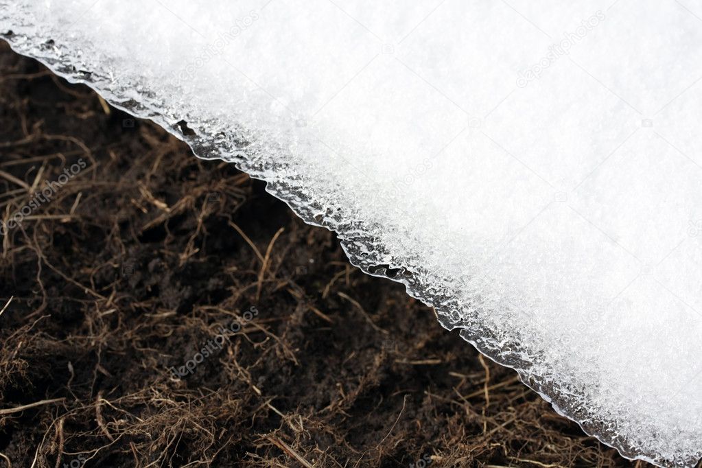 Rooty Humus Soil and icy edge of snow