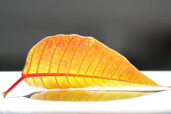 Transparent Leaf Macro Shot Reflection — Stock Photo, Image