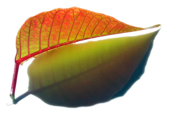 透明な葉のマクロ撮影の反射 — ストック写真