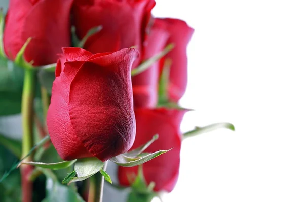 stock image Red roses