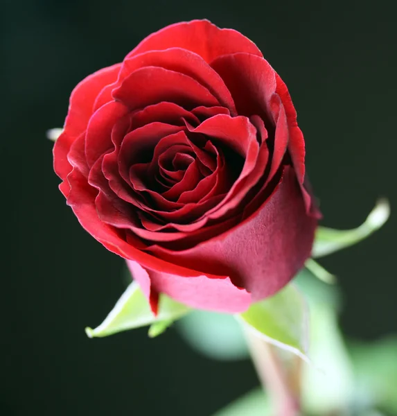 stock image Red rose