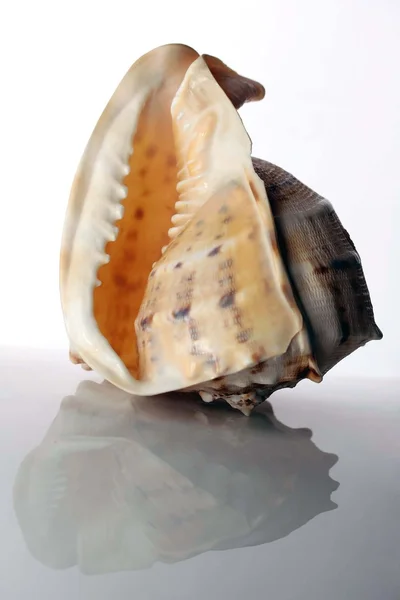 เปลือก Conch — ภาพถ่ายสต็อก