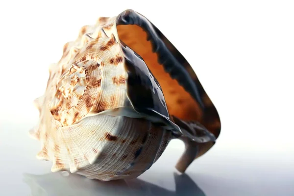 海螺 贝壳 — 图库照片