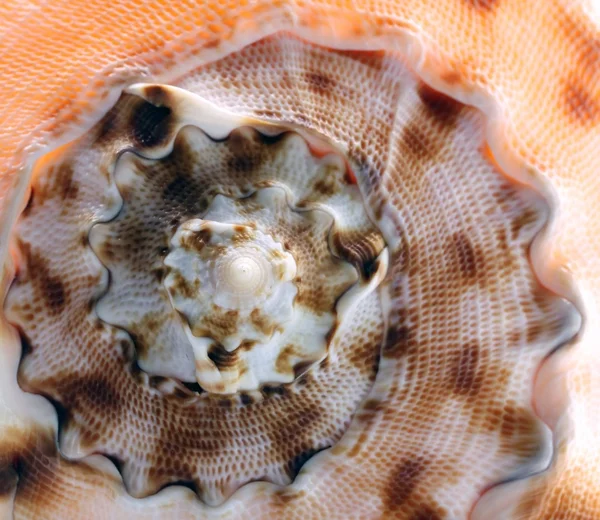 Conch Spiral — Stockfoto