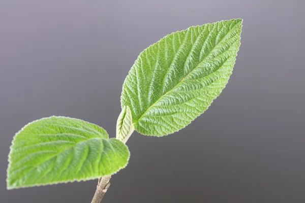 젊은 잎 — 스톡 사진