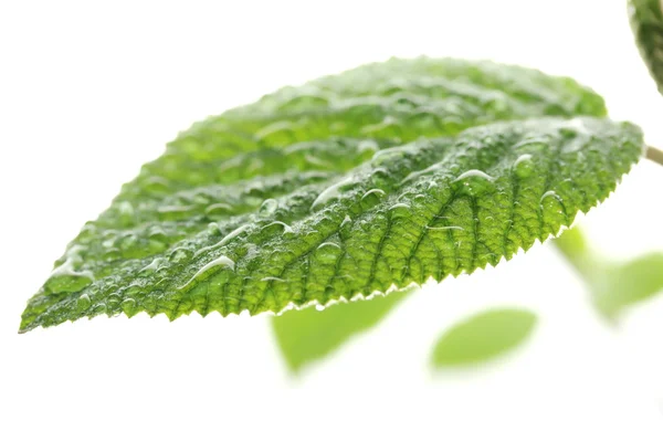 Young leaves — Stock Photo, Image